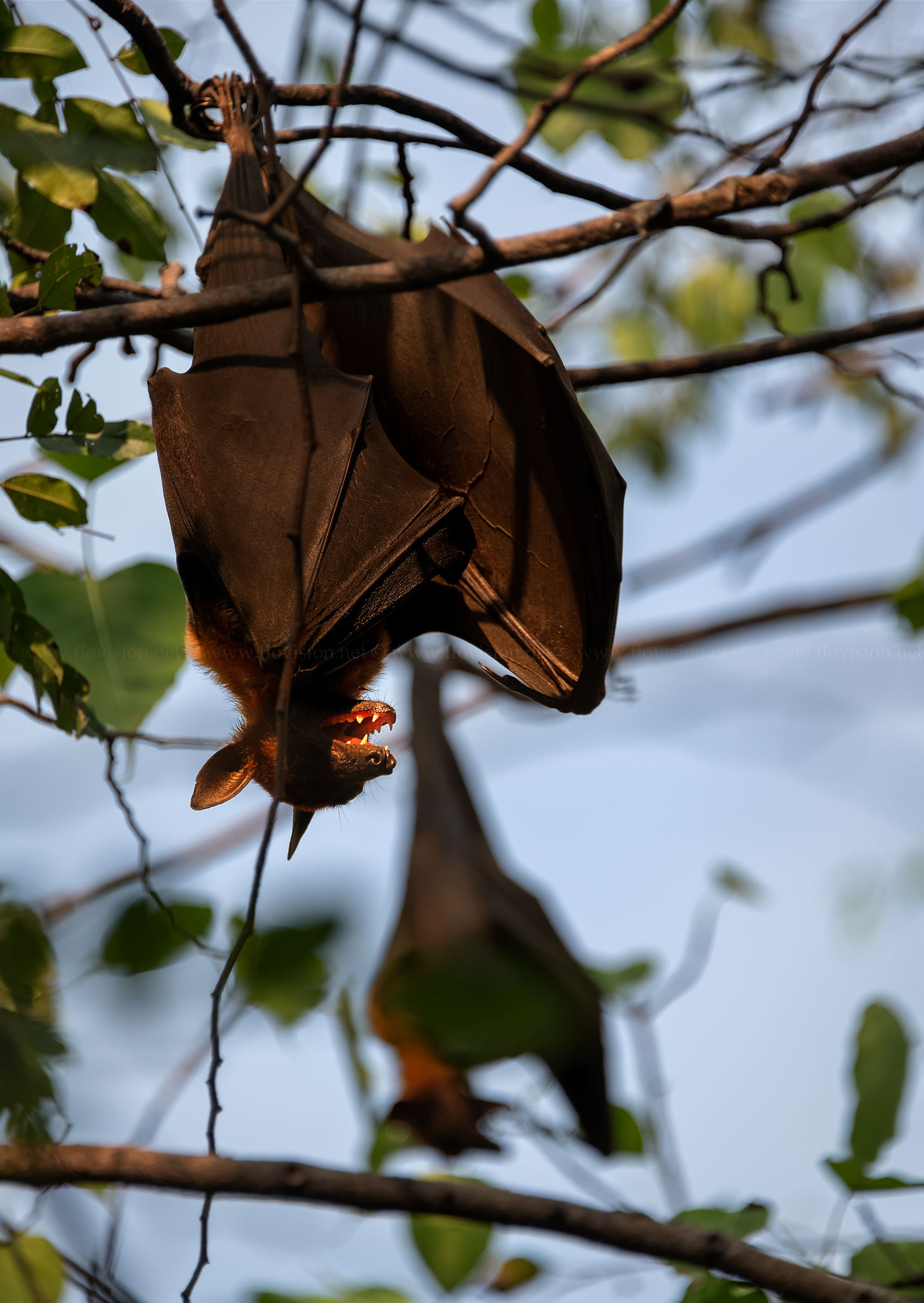Flying foxes at rest
