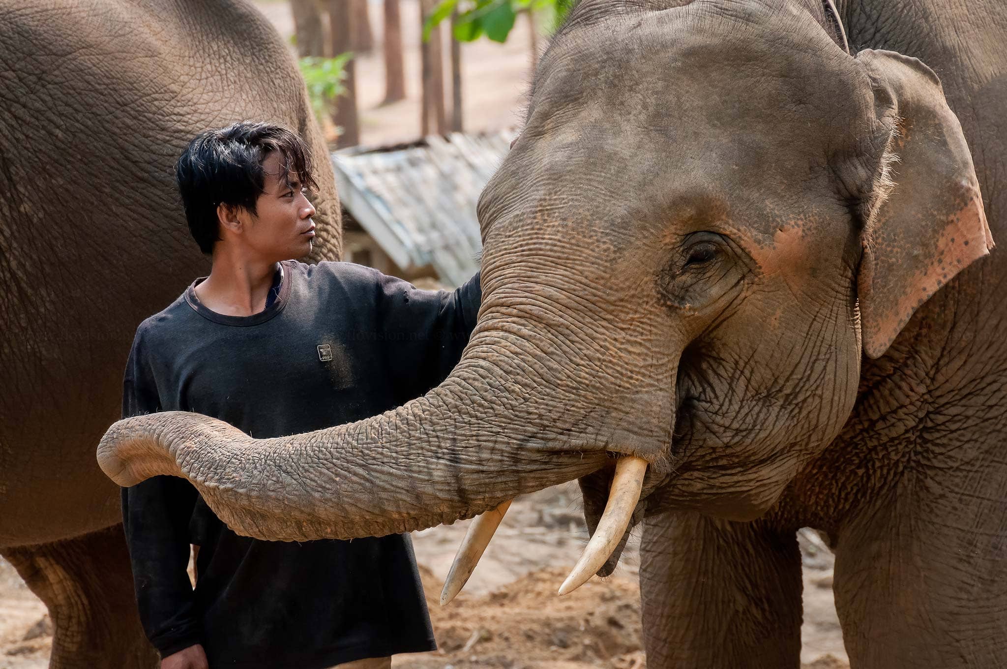 Elephant sanctuary in Laos