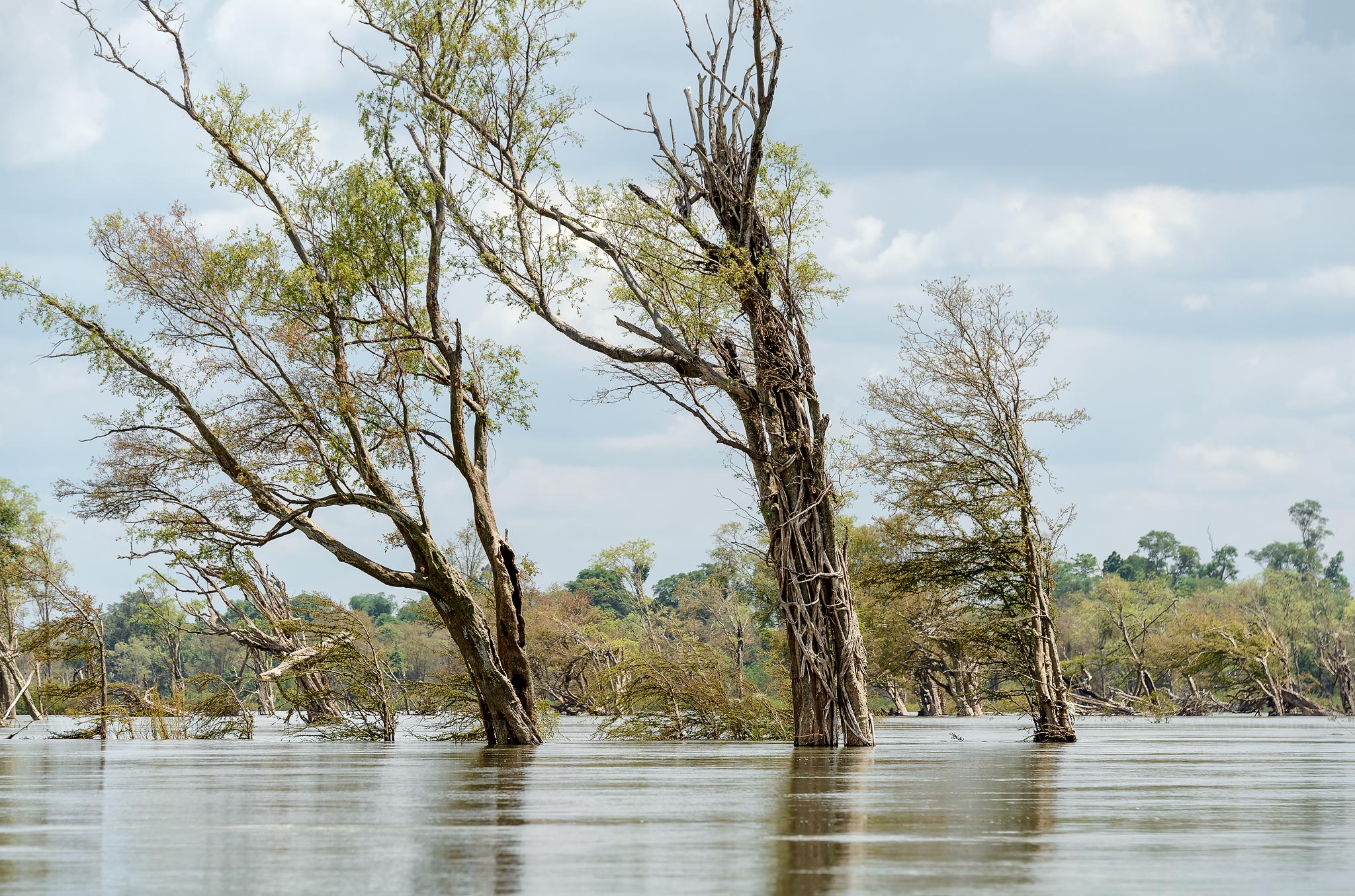 Flooded forests of the Mekong, Cambodia